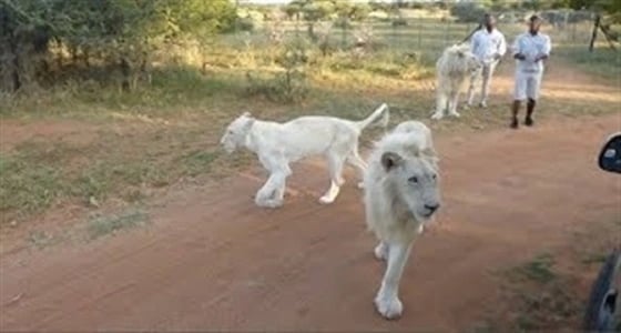 بالفيديو.. أسد يقتحم حافلة سفاري مليئة بالطلاب