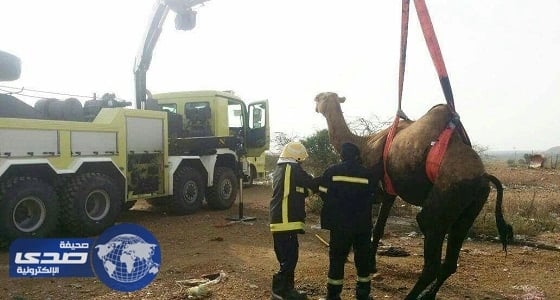 مدني ضمد ينقذ جمل سقط في حفرة صرف صحي .. صور