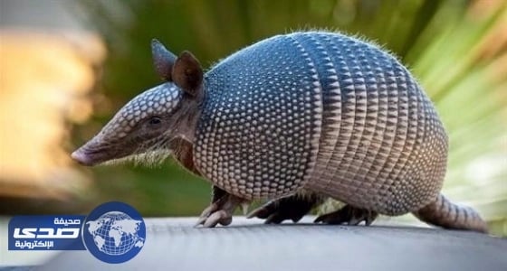 حيوان المدرع يصيب رجلا برصاصة في وجهه