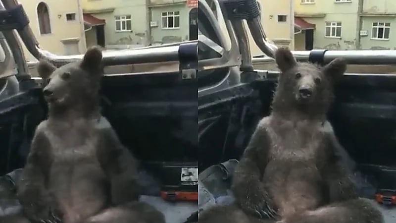 بالفيديو.. دب يدخل في حالة هلوسة بسبب "العسل المجنون"