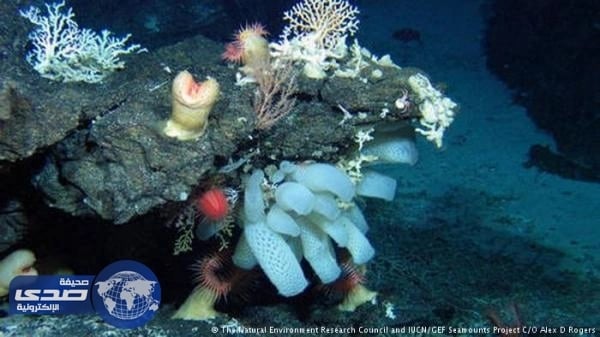 علماء يعثرون على سمكة بلا وجه وكائنات غريبة في رحلة إستكشافية