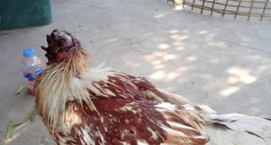 بالصور.. دجاجة مقاتلة تتحدى الموت بعد قطع رأسها