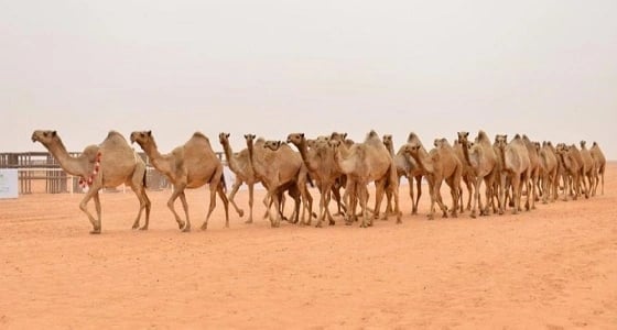 آليات صارمة لكشف الغش في مزايين الإبل