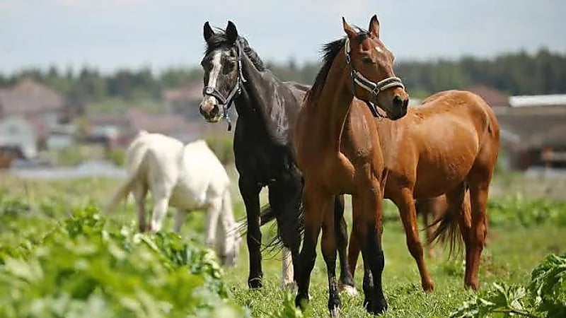 المنظمة العالمية للصحة الحيوانية: المملكة خالية من طاعون الخيل الأفريقي