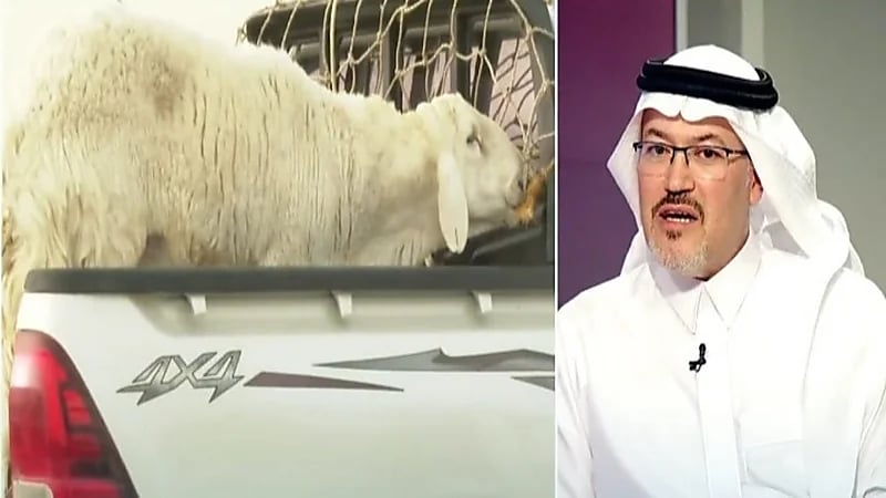شاهد.. مختص يوضح سبب ارتفاع أسعار المواشي