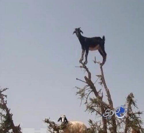 من يدفع أكثر !!