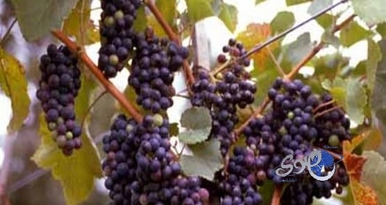 العنب الأحمر يقي من فقدان حاسة السمع