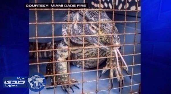 العثور على سحلية سامة بطائرة شحن في فلوريدا