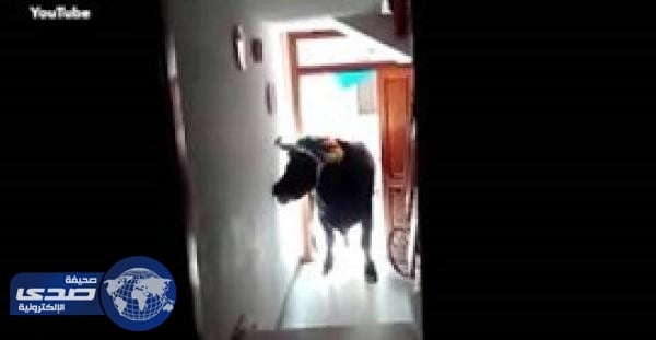 بالفيديو.. ثور هائج يٌدمر منزلاً عقب هروبه من مهرجان إسباني