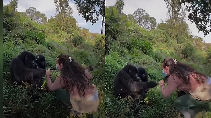 أنثى غوريلا تهاجم شريكها بعد لمسه شعر سائحة.. فيديو