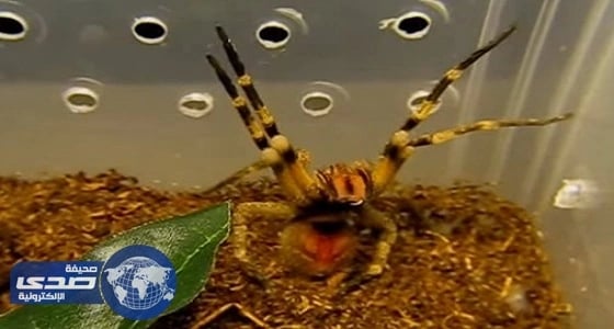 بالفيديو.. علاج الضعف الجنسي