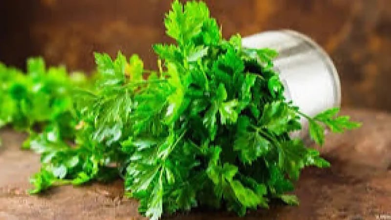 استشاري تغذيه يوضح أبرز فوائد البقدونس الصحية للجسم