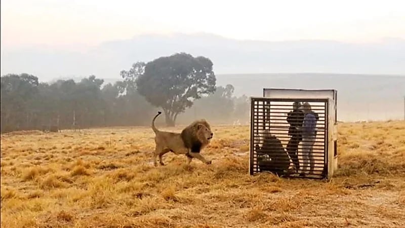 حديقة حيوانات تستضيف زائريها داخل قفص بدلًا من الأسود
