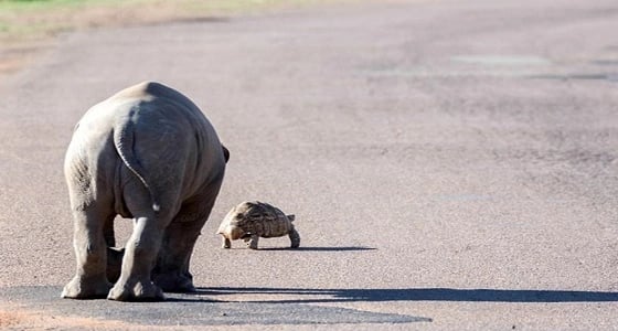 بالصور.. وحيد القرن يطارد سلحفاه لعدم تفاعلها معه