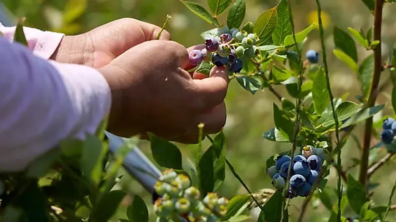 التوت الأزرق مهدد بالاختفاء بسبب الفطريات