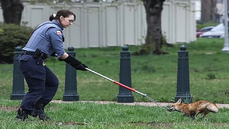 صور.. ثعلب يهاجم المارة قرب الكونجرس الأمريكي