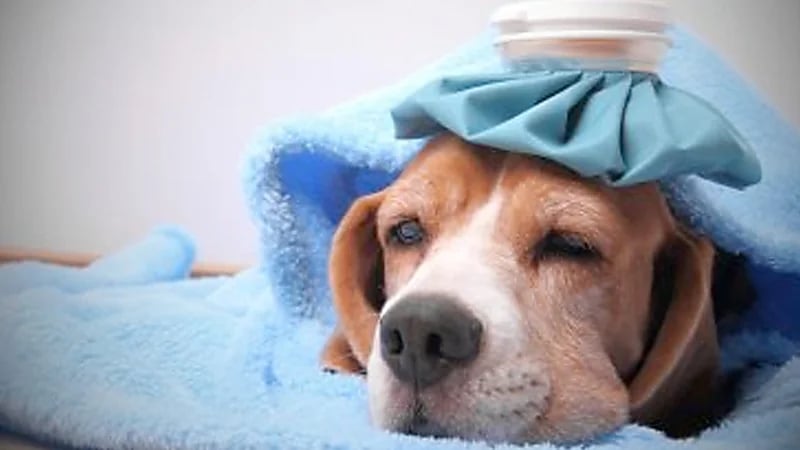 فيروس إنفلونزا الكلاب يهدد البشر