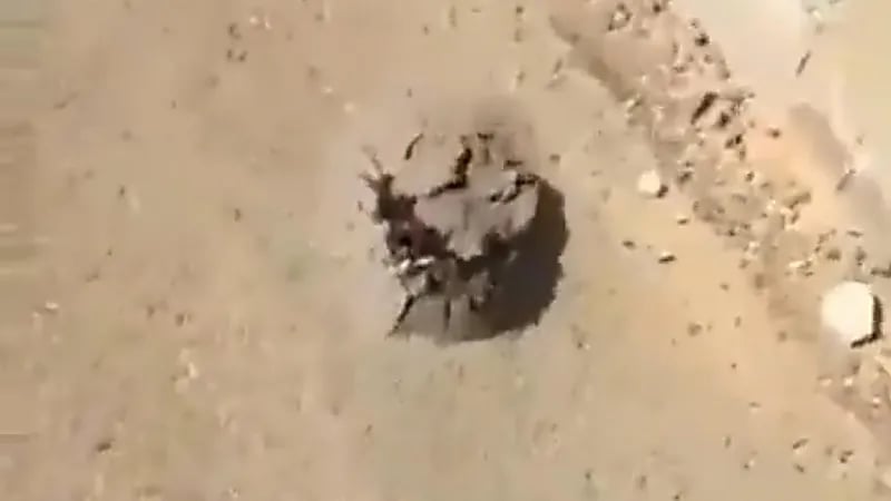 بالفيديو.. شاب يوثق لحظة عثوره على فقع في أحد الشوارع