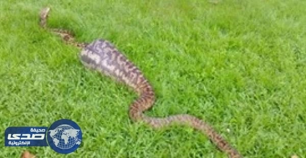 بالفيديو.. أفعى ضخمة تبتلع كنغراً صغيراً