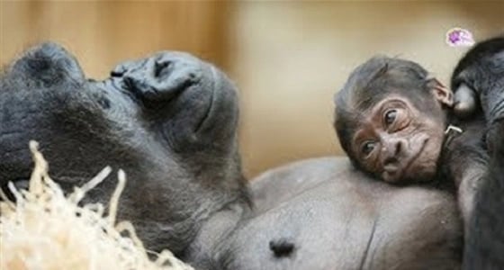 بالفيديو.. أفضل 9 آباء في عالم الحيوان