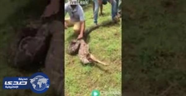بالفيديو.. ثعبان يبتلع غزال في 3 ثوان دفعة واحدة