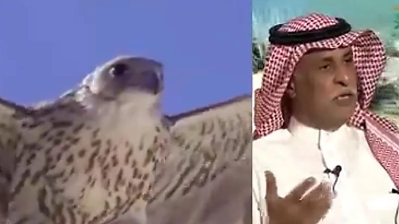 "باحث" يوضح أهمية الصقارة والمقصود بعلم البيزرة (فيديو)