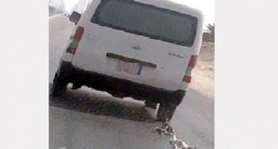 " زراعة الأحساء " تستدعي مصور فيديو سحل القطتين