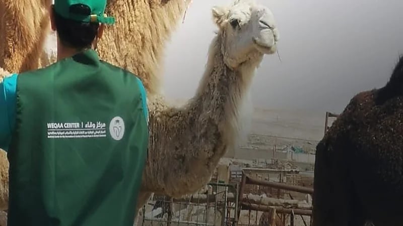 مركز وقاء ينصح بمراعاة ومتابعة فترة التحريم للمستحضرات البيطرية التي تعطى للحيوانات