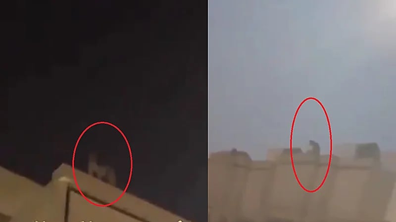 فيديو.. نمر يتجول أعلى سطح منزل بالرياض و" الحياة الفطرية" تتدخل