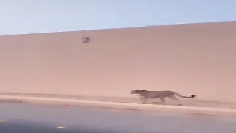 شاهد.. فهد يسير طليقًا في "الجبيلة"