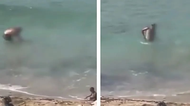 فيديو لرجل يحاول إغراق كلب يثير موجة غضب واسعة في لبنان