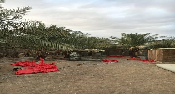 إعدام 5 آلاف طير بالقصيم تفاديا للإنفلونزا