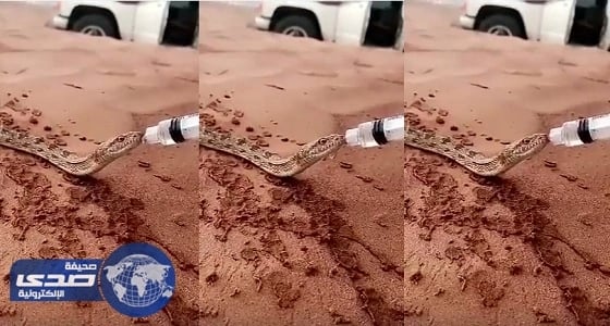 ⁠⁠⁠⁠⁠بالفيديو.. شخص يروي ظمأ «حية» يغزو تويتر