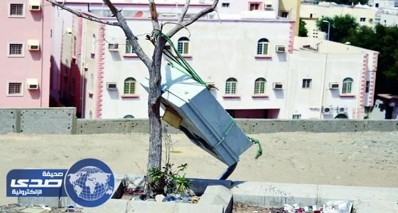 انتقادات حادة للكهرباء بسبب عداد على جذع شجرة بجدة