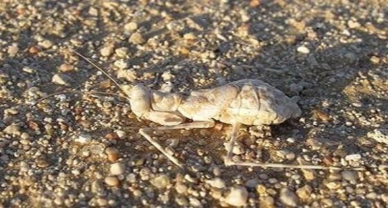 مكافحة الإشاعات تنفي صحة العثور على حشرة خطيرة في الطائف