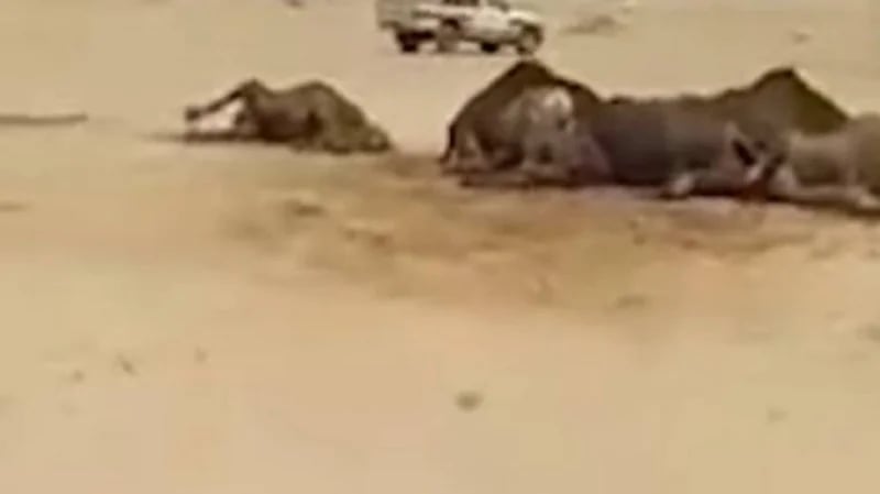 شاهد.. نفوق مجموعة من الإبل بعد شربها مواد نفطية