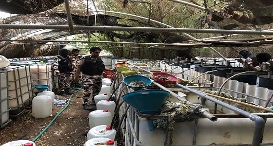 القبض على 3 يمنيين بتهمة تصنيع الخمور في " الشرقية "