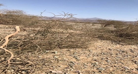 بالصور.. اعتداء على أشجار خضراء بوادي الفرع