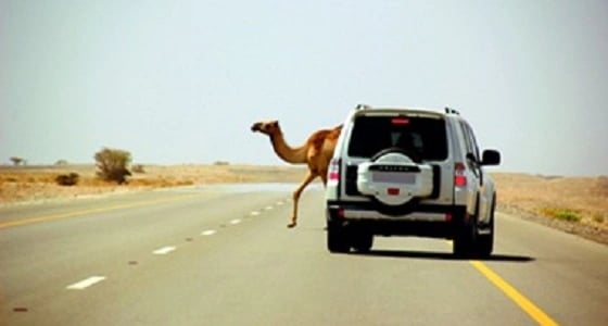 مصرع مواطن إثر اصطدام مركبته بجمل سائب