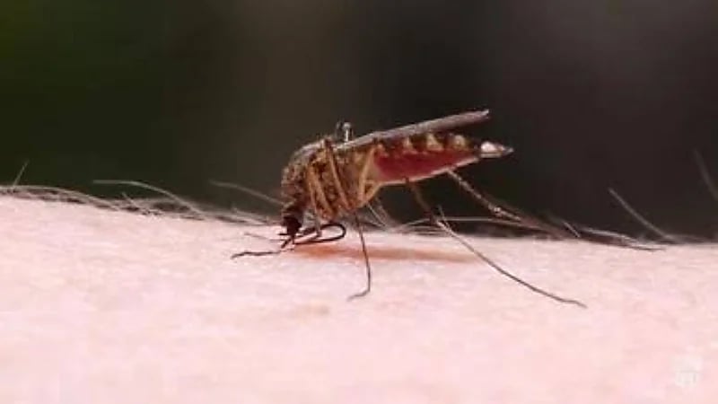 سر رغبة البعوض في لدغ الإنسان