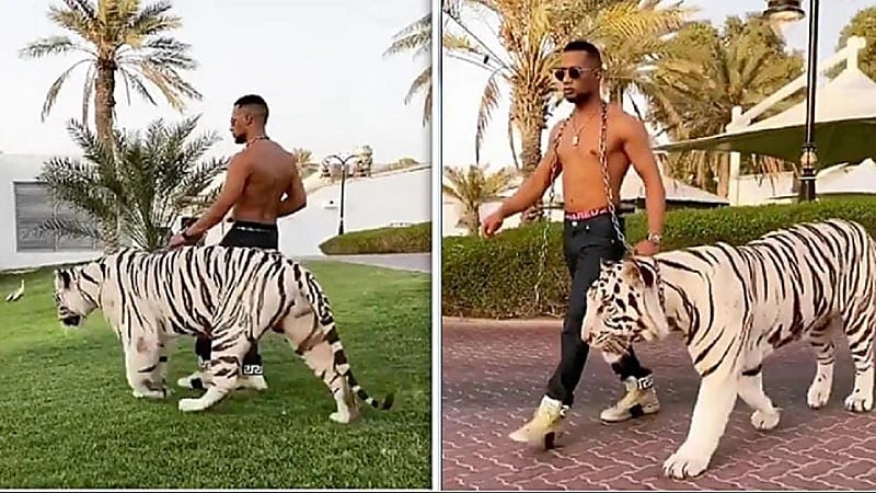 بالفيديو.. محمد رمضان يتجول مع نمر في شوارع دبي