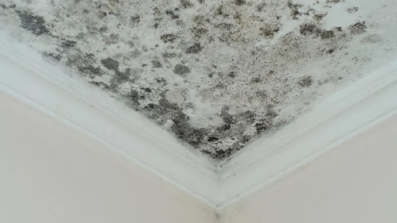 إصابة أسرة بأمراض صدرية إثر تسرب العفن في المنزل