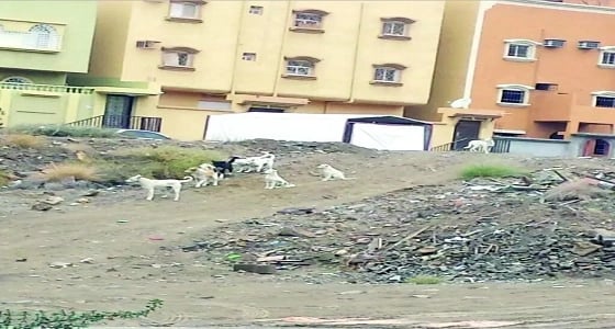 الكلاب الضالة تحظر تجوال أهالي حي الموظفين بأبها