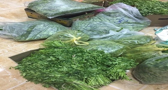 صحة البيئة بأمانة الشماليه تصادر أعشاب ملوثة