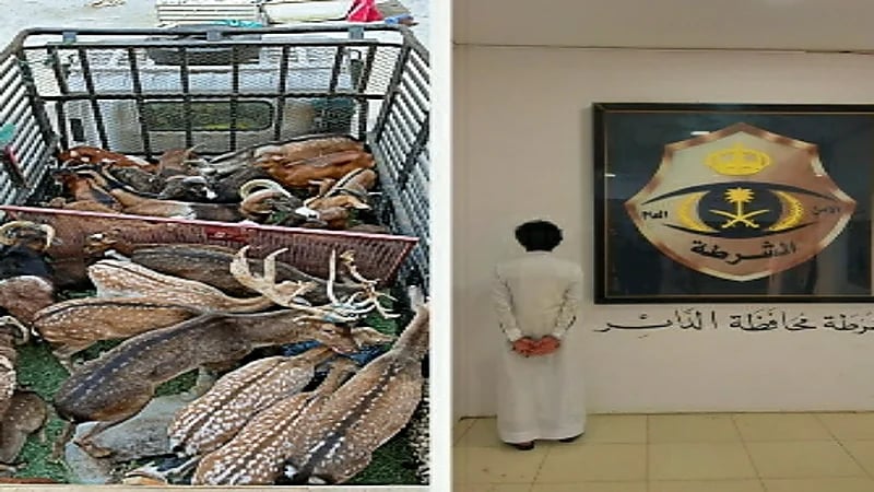 ضبط مقيم بحوزته وعول وغزلان مهربة من خارج المملكة