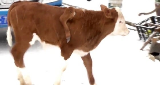 بالفيديو.. ولادة نادرة لساق بقرة تنمو فوق ظهرها