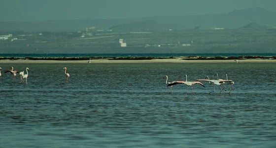 بالصور.. 25 فوتوغرافيا يوثقون شواطيء وجزر محافظة البرك