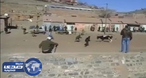 بالفيديو.. شٌبان يحاولون إيقاف ثور هائج بطريقة ساخرة