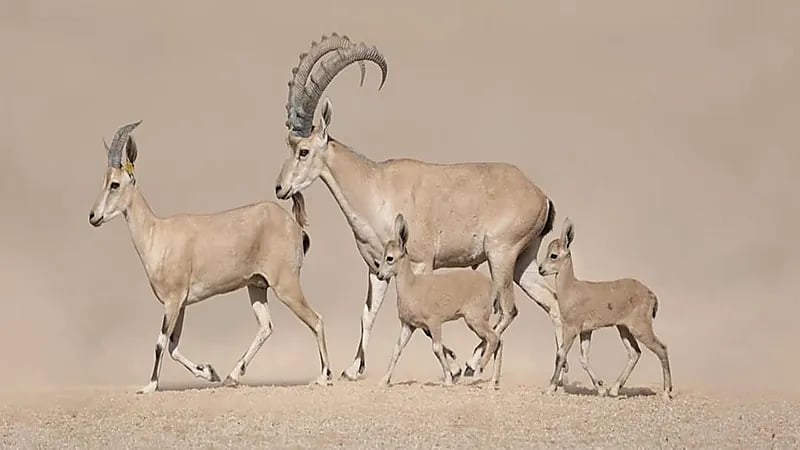 محمية الأمير محمد بن سلمان الملكية تحتفي بولادة أول وعلين نوبيين.. صور