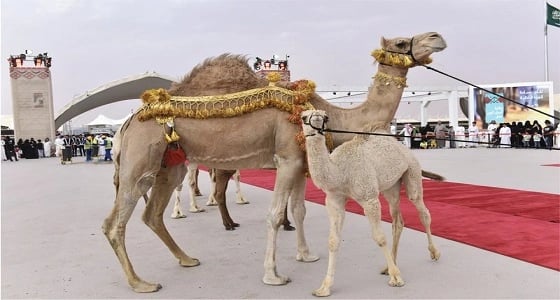 انطلاق مهرجان الملك عبد العزيز للإبل باستعراض فردي دق الشعل والحمر